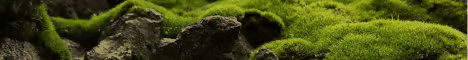 The Moss Network